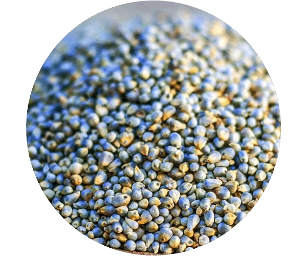 Pearl Millet