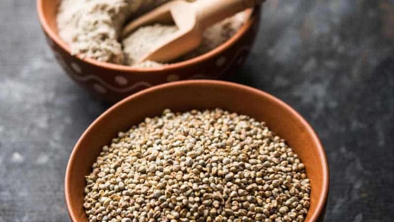 Sorghum