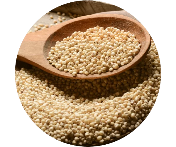 Sorghum