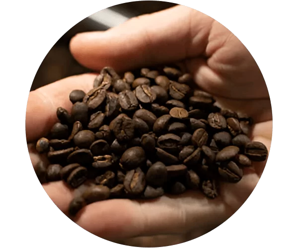 Coffee Robusta