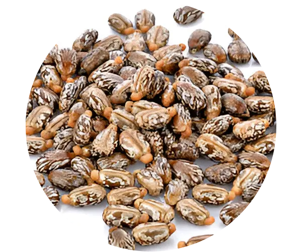 Castor Seeds